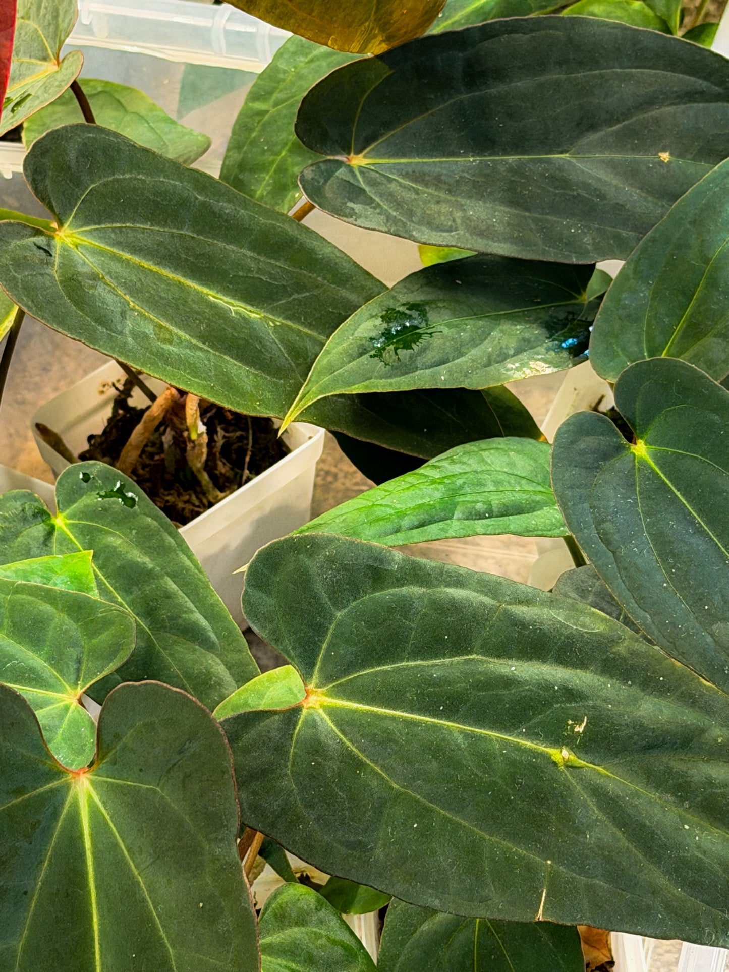 Anthurium Papillilaminum bleu x BVEP