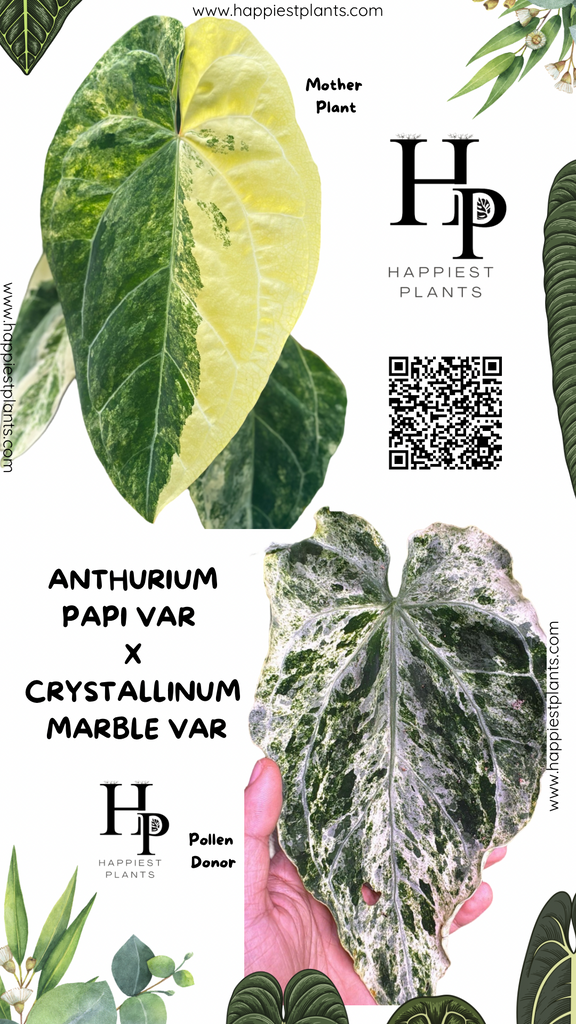 A. (papi var × Crys Marble) × Debilis Anthurium Papillilaminum Variegated x Crystallinum Marble