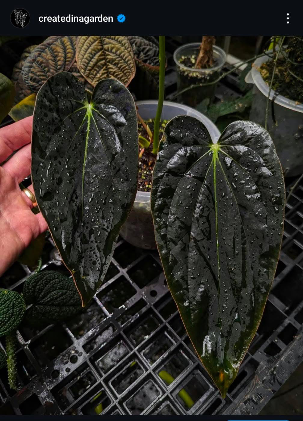 BVEP / Antolakii ‘Blackened Tuna’ x 'RA1'