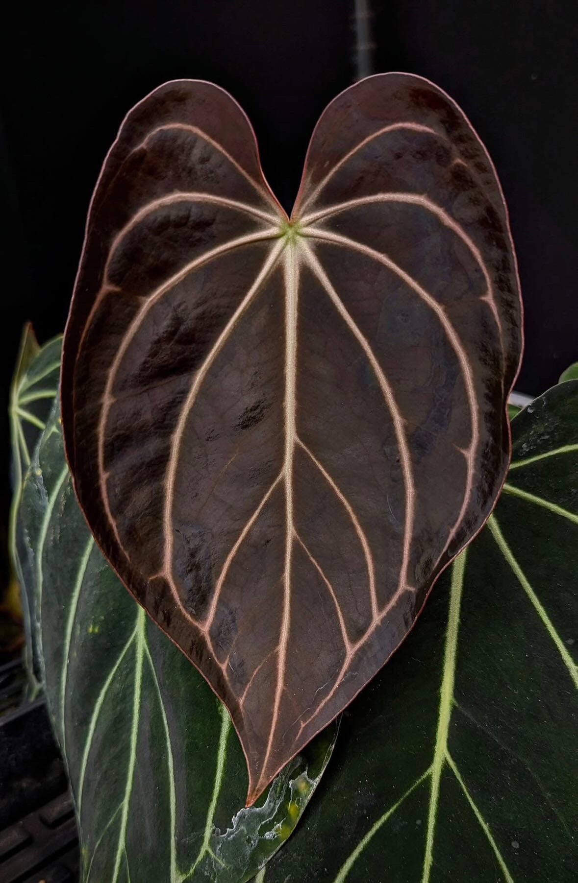 anthurium madame pele Anthurium Carlablackiae Peter Parker S1 – HappiestPlants