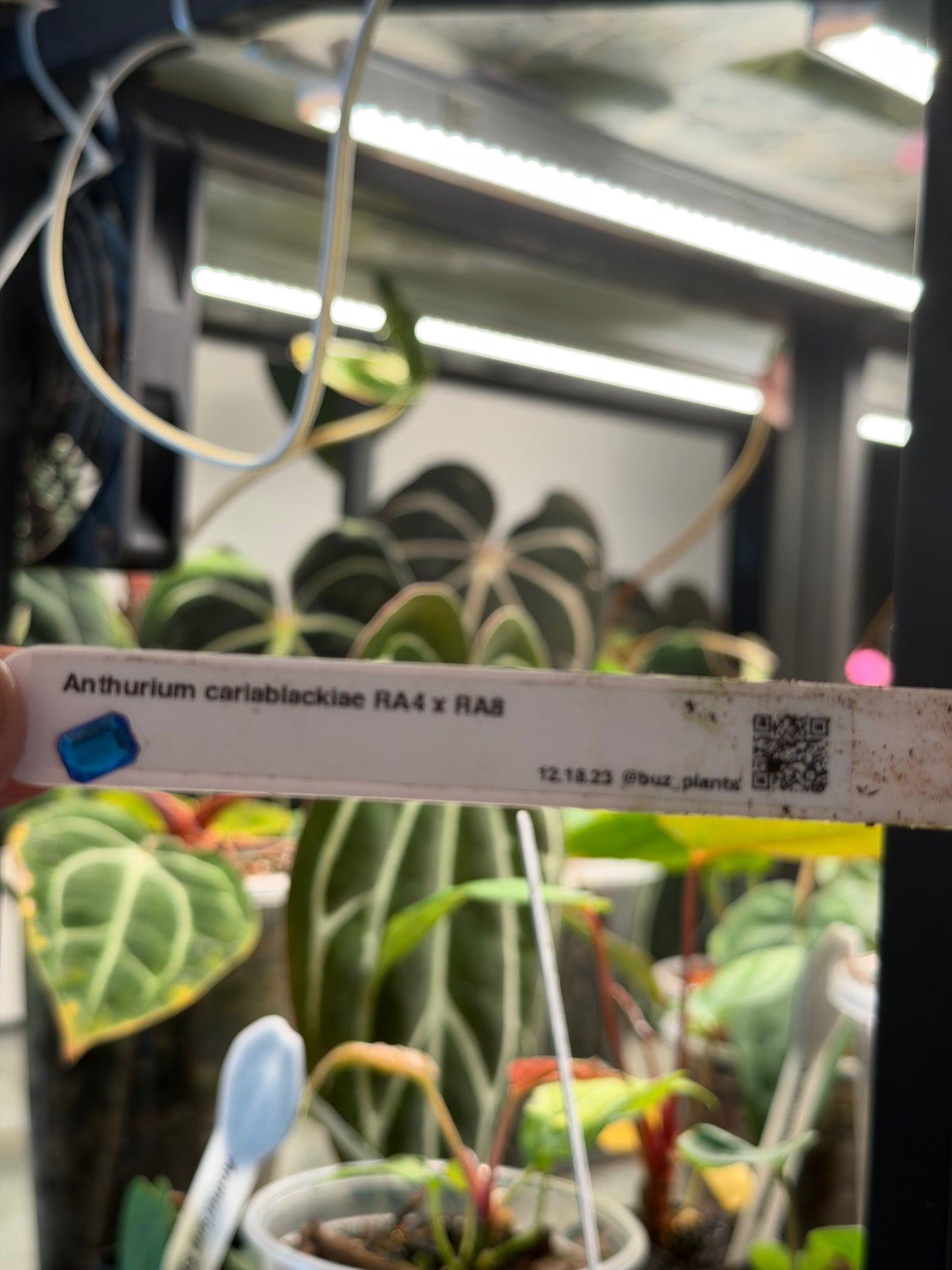 Carlablackiae RA4 x RA8 - Offset