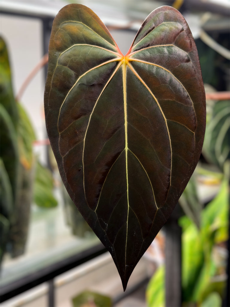 Anthurium (Carlablackiae x RVDP) x (Carlablackiae x AOS