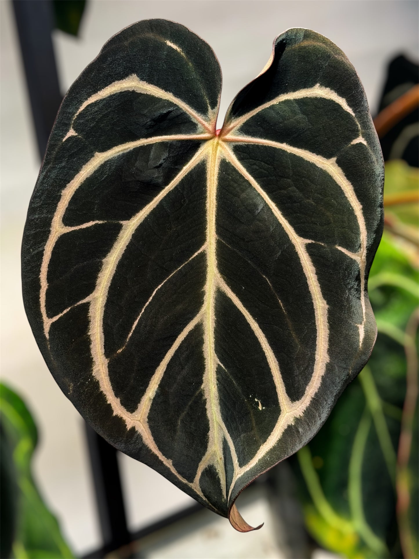 Anthurium Carlablackiae OG4 (S2)