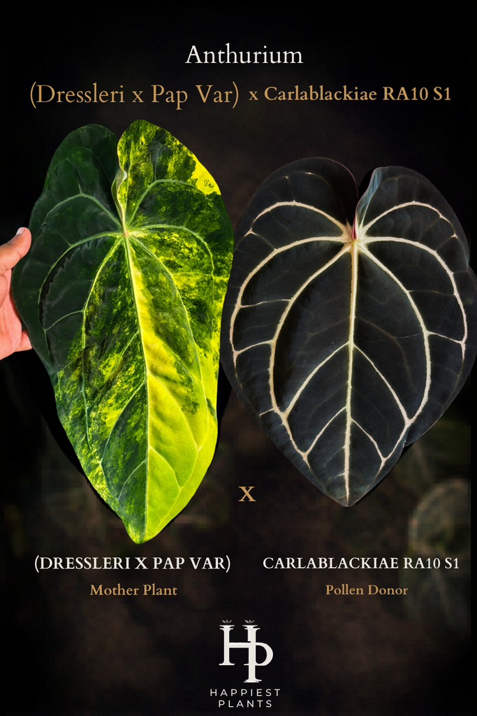 Anthurium (Dressleri x Pap Var) x Carlablackiae RA10 S1