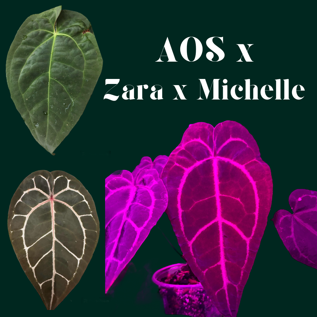 Ace of Spades X Zara X Michelle – HappiestPlants Ace of Spades X Zara X Michelle – HappiestPlants