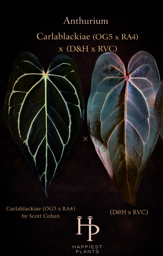 Anthurium Carlablackiae × (D&H × RVC) – HappiestPlants