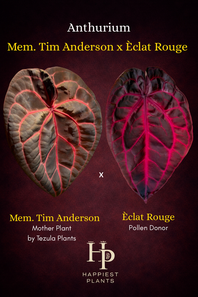 Anthurium Mem. Tim Anderson x clat Rouge  HappiestPlants