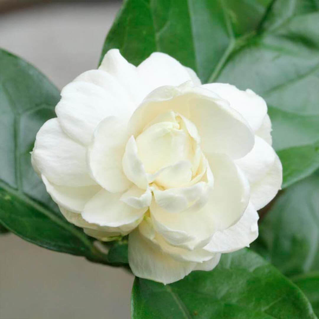 sambac white jasmine arabian plant in pot Exclusive Curry Leaf Plant Bundle 4 Varieties