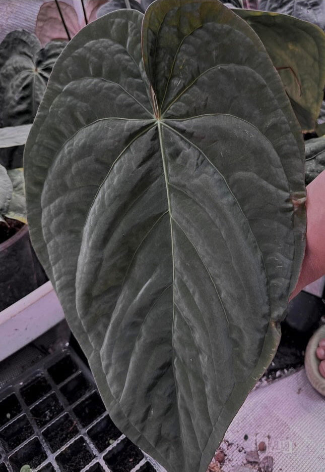 anthurium kunayalense Kunayalense PM7 x Papillilaminum Swamp Bunny X Dressleri RG F2 x Carla – HappiestPlants