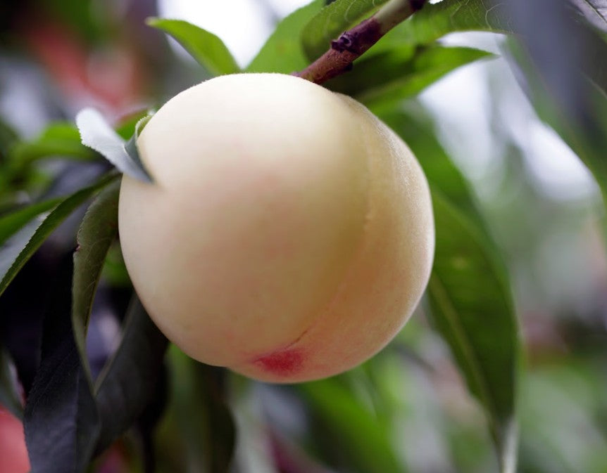 Shimizu Hakuto Peach Tree