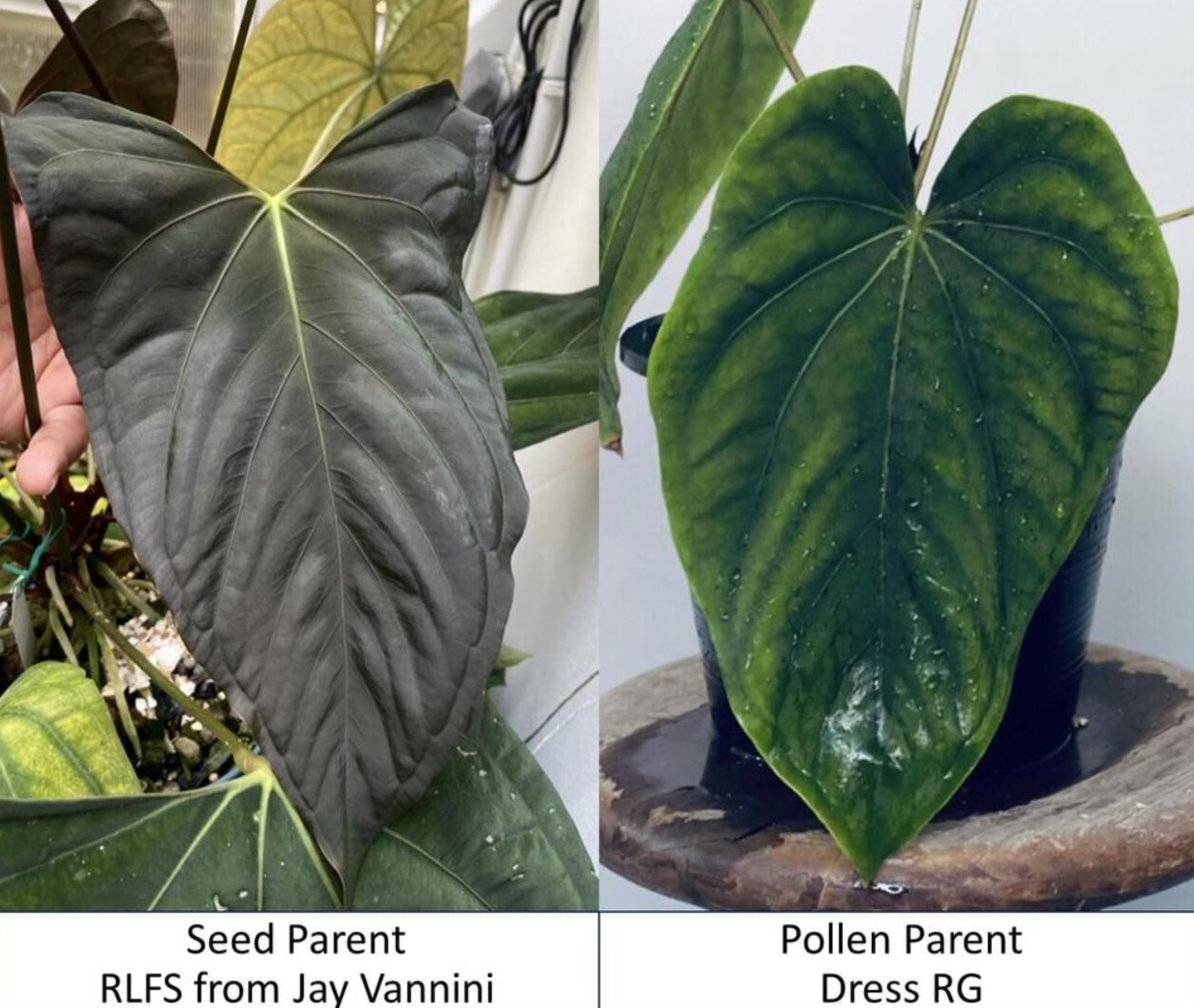 anthurium in randalls Anthurium RLFS x Dressleri RG Sprouted Seeds – HappiestPlants