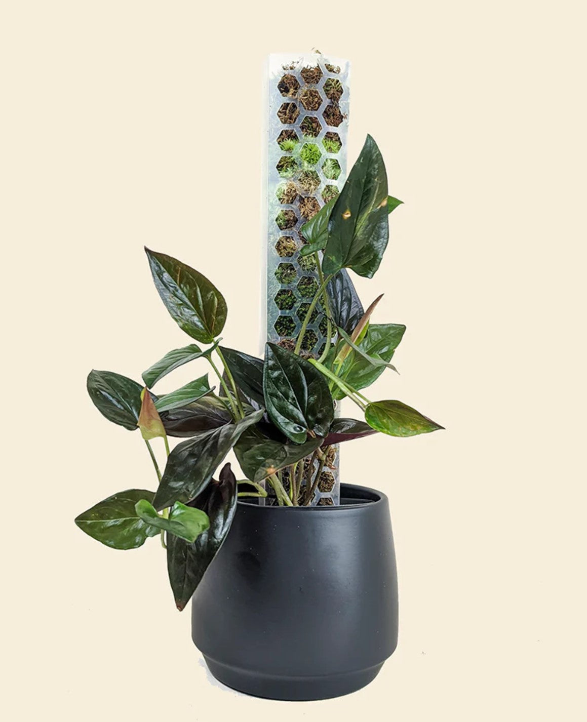 honeycomb moss pole Honeycomb Moss Pole Fresh Sphagnum