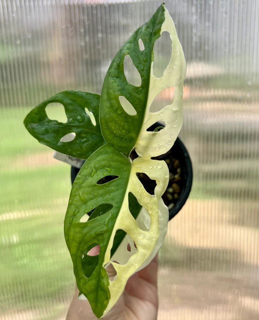 Monstera Adansonii Collection - Aurea, Variegated, Mint, Swiss Cheese / Monkey Mask