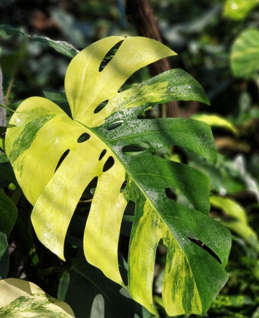 monstera deliciosa liebm aura verigata Monstera