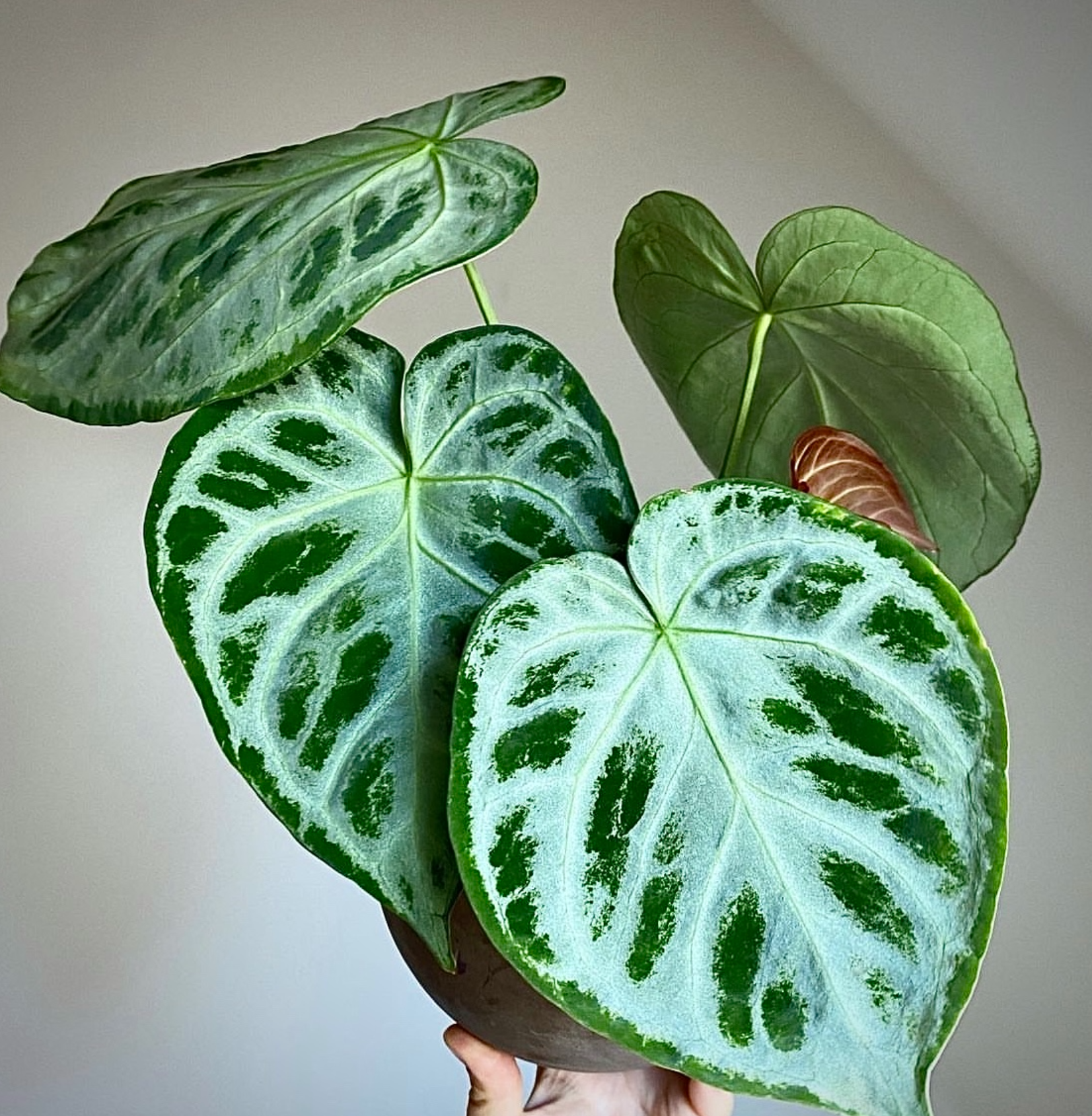 anthurium elegance Anthurium Silver Blush Elegant Accent