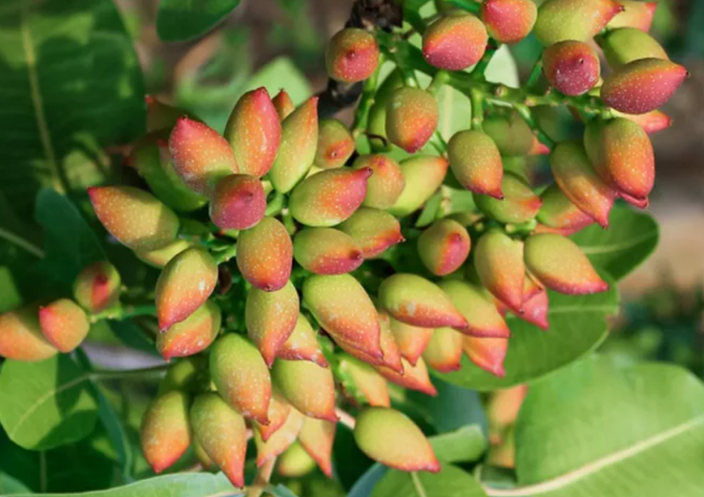 where to buy pistachio seeds for planting Pistachio Tree Pista Plant Nutty Delight
