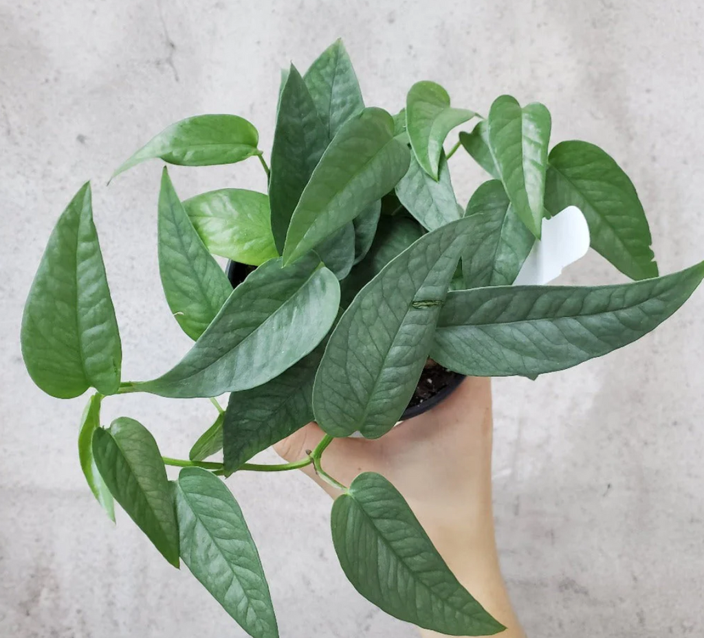 cebu blue pothos cuttings Epipremnum Pinnatum Cebu Blue Cuttings