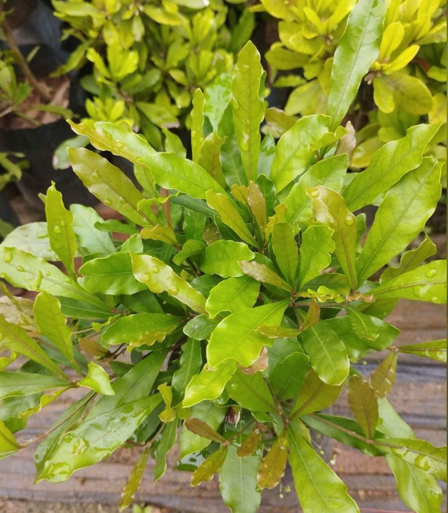 miriacle tree spices for philodendron Miracle Fruit Plant Synsepalum Dulcificum