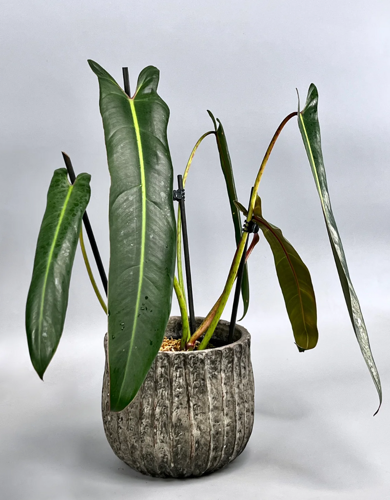 philodendron schottianum guayzimi Philodendron Spiritus Sancti the Holy Grail
