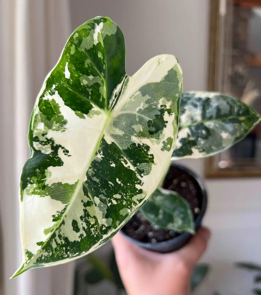 Alocasia Frydek Variegated – HappiestPlants