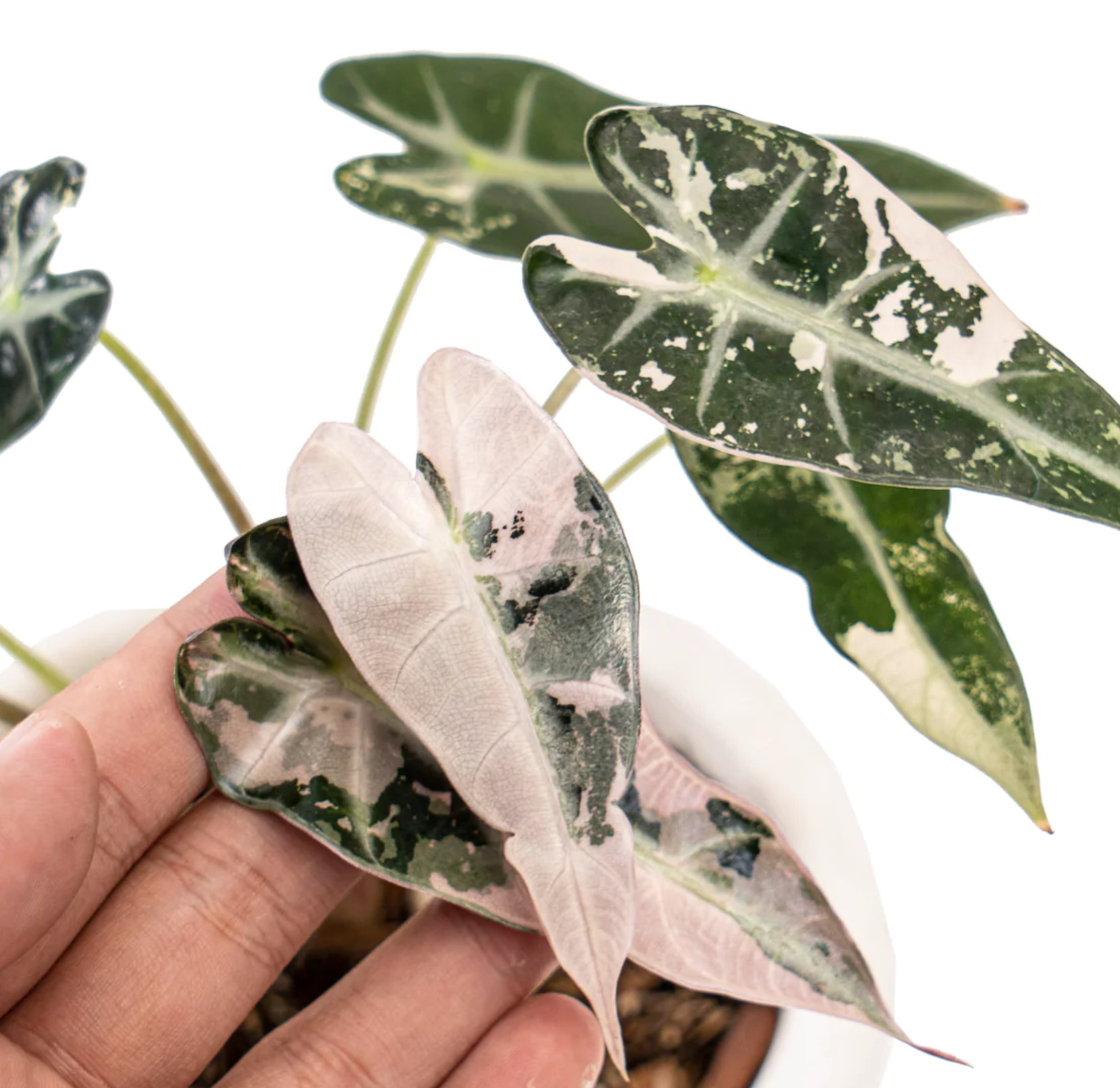 Alocasia Bambino Variegata Pink – HappiestPlantsbyAMJ