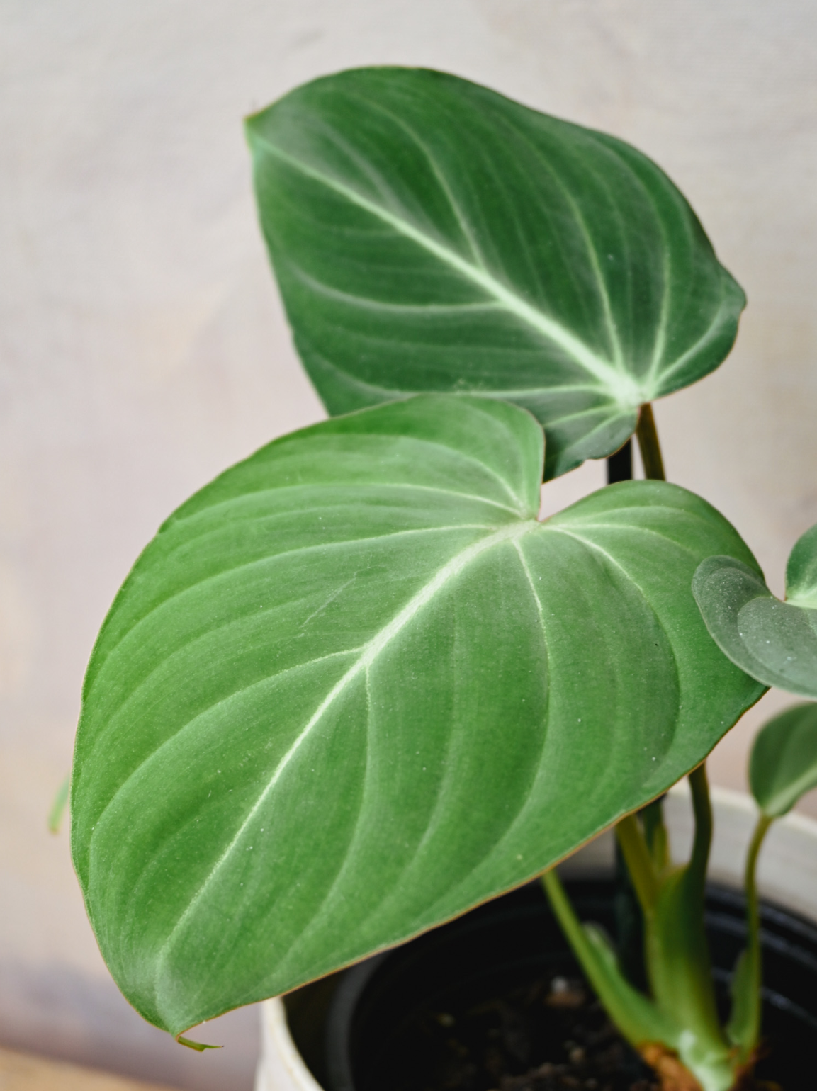 philodendron gloriosum buy Philodendron Gloriosum – HappiestPlants