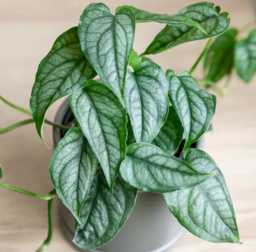 monstera siltepecana for sale Monstera Siltepecana – HappiestPlants