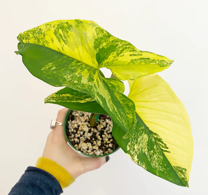 Syngonium Aurea Golden Elegance