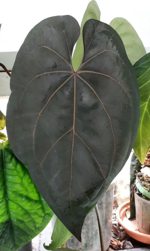 Anthurium Ace of Spades Tezula Dark Form | HappiestPlantsbyAMJ Anthurium Ace of Spades Tezula Dark Form | HappiestPlantsbyAMJ
