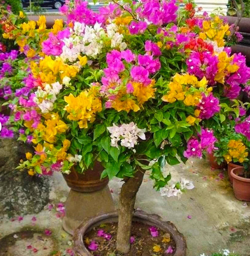 Plante de bougainvillier greffée multicolore