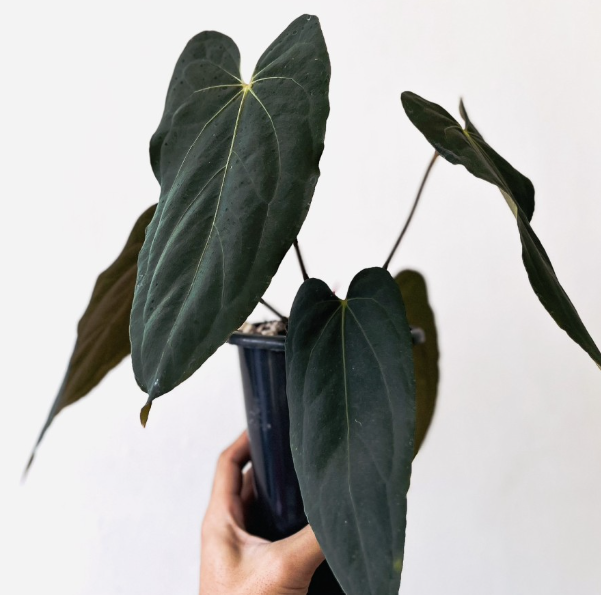 anthurium for sale boulder co Buy Anthurium Blue Papillilaminum Online – HappiestPlants