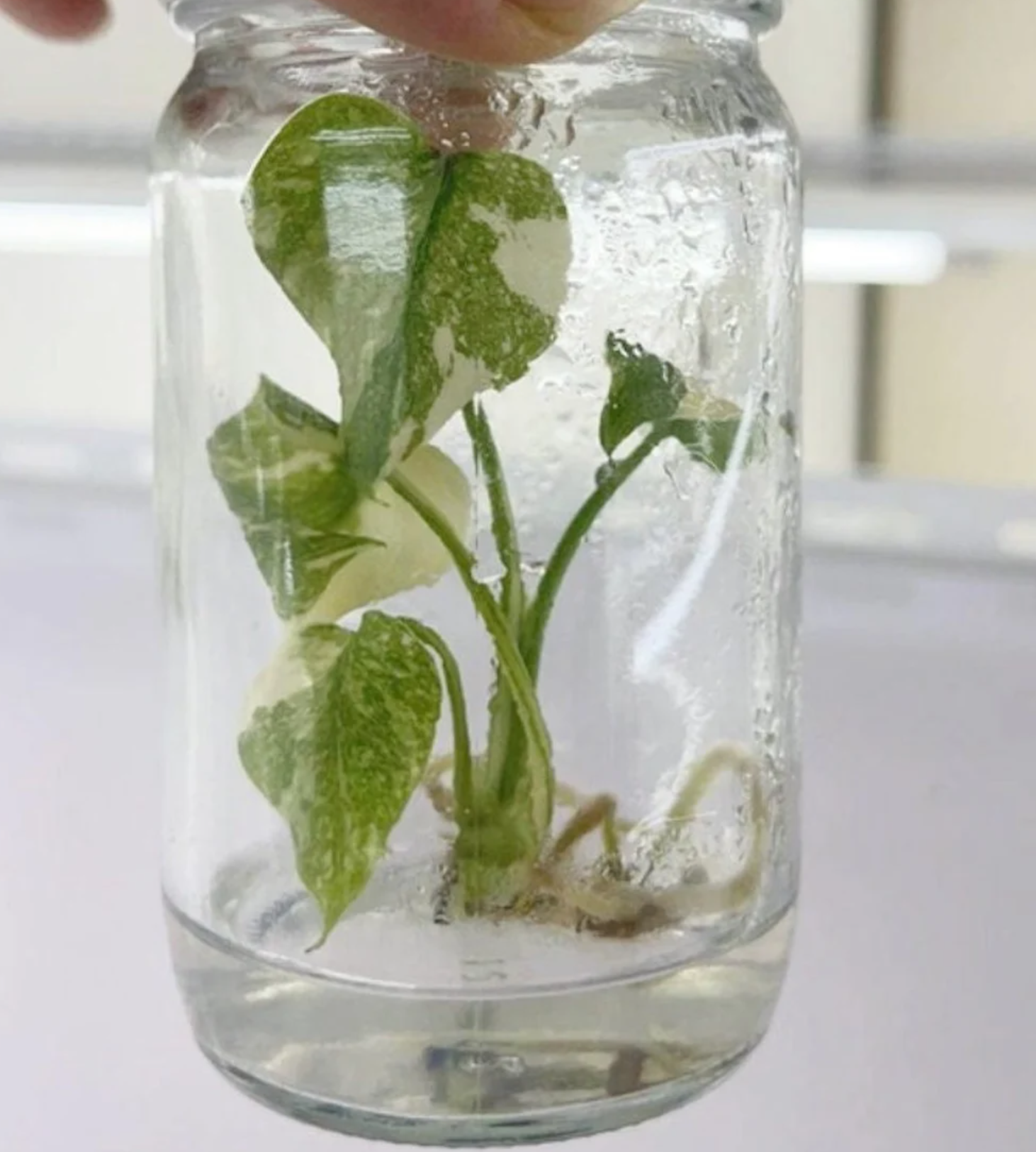 monstera thai constellation tissue culture Monstera Thai Constellation
