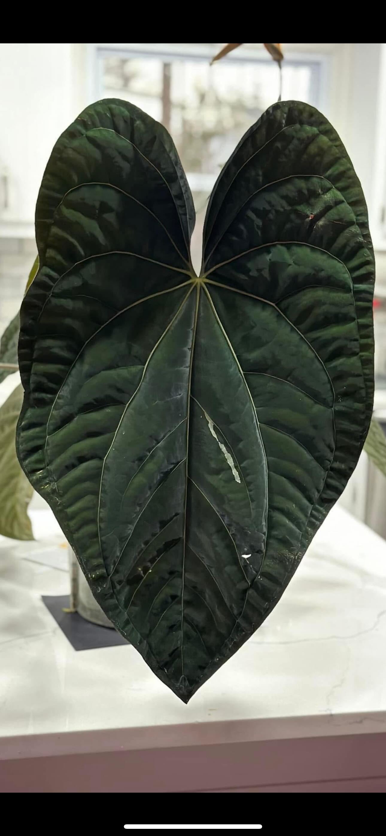 anthurium papillilaminum x dressleri Anthurium Tezula AOS Var x Papillilaminum X Dressleri RG F2 x Carlabla – HappiestPlants