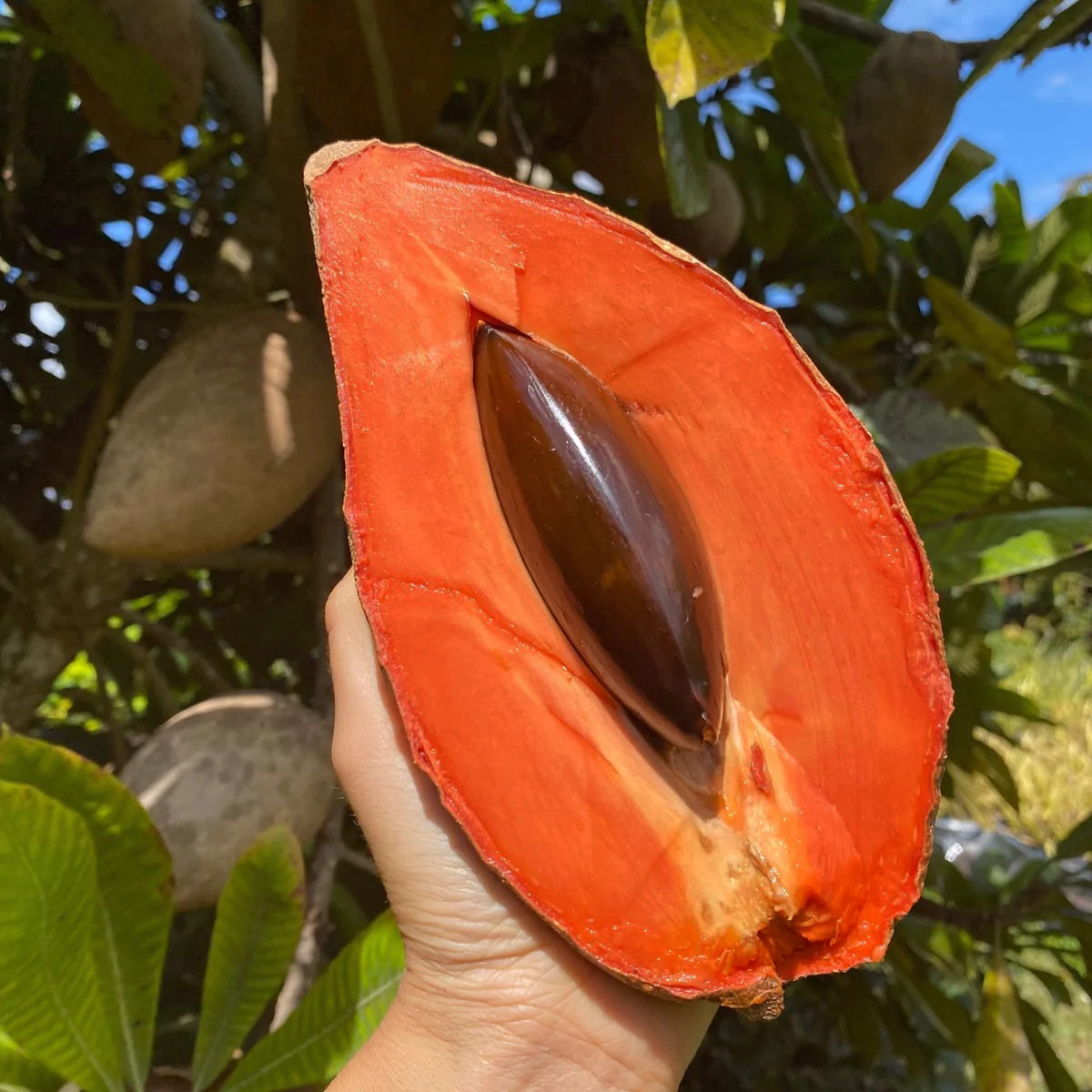 Plantes vivantes de sapote de Mamey (Pouteria Sapota)