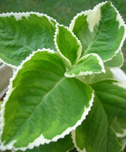 mexican mint indoor plant Variegated Mexican Mint Unique Foliage