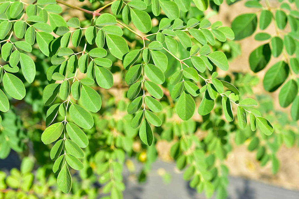 moringa aloe vera plant Moringa Live Tree Nutrient Powerhouse