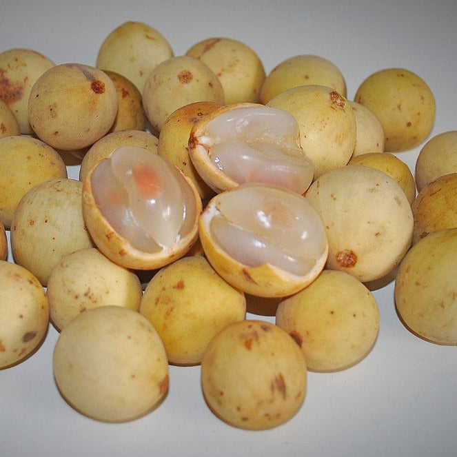 Langsat-Früchte, lebende Pflanzen (Lansium Parasiticum)