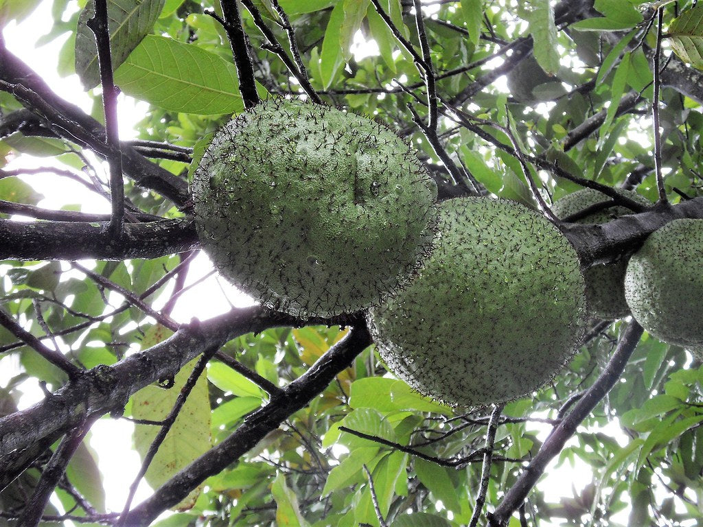 Best African Breadnut Live Plants