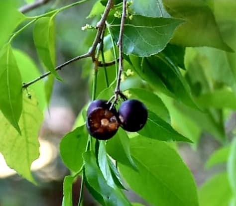 Burmese Cherry