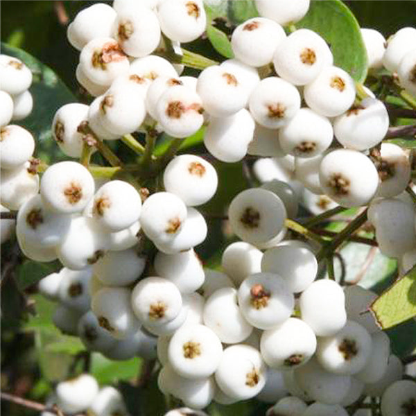 cats eye plant seeds Cat Eye Fruit Live Plants (Syzygium Zeylanicum) – HappiestPlants