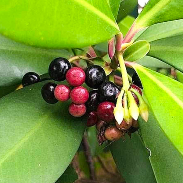 Ardisia Elliptica