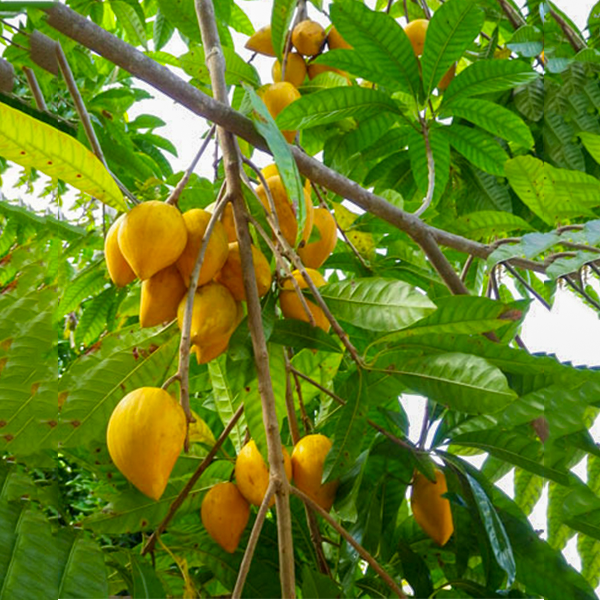 fruit plant seeds Egg Fruit Live Plants (Pouteria Campechiana) – HappiestPlants