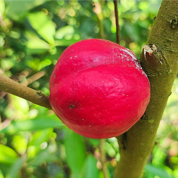 Mahkota Dewa Live Plants in uk