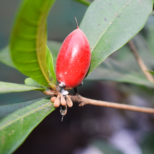 Miracle Fruit Plant Seedling (Synsepalum Dulcificum) - Grow Your Own Flavor-Changing Berries!