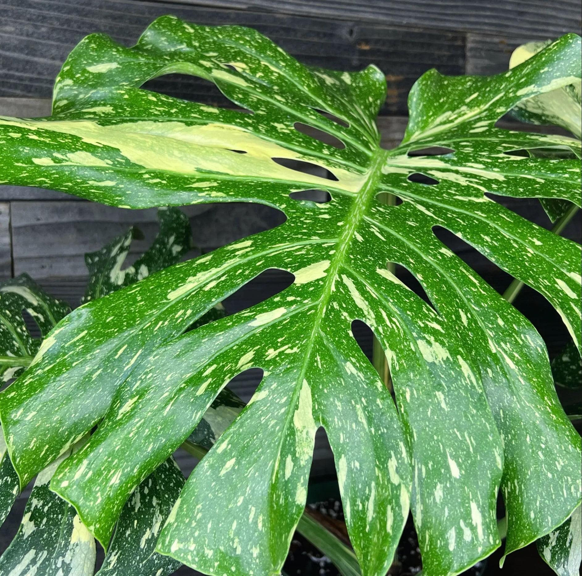 full grown thai constellation monstera Thai Constellation Monstera Deliciosa – HappiestPlants