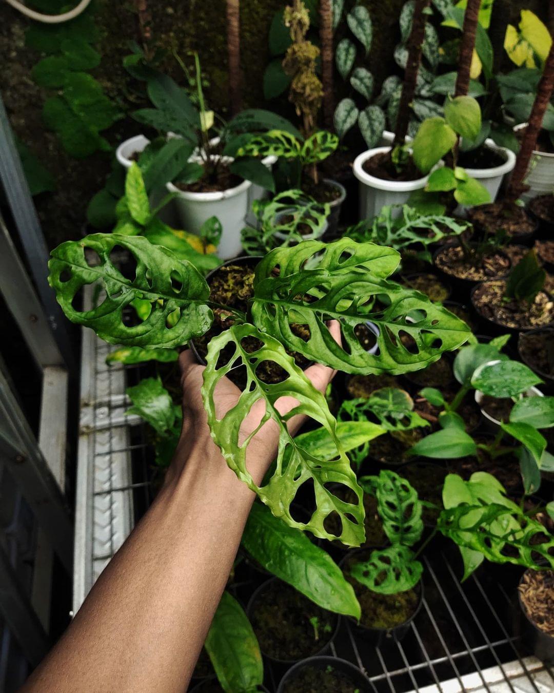 Monstera Obliqua Peru - Extremely Rare