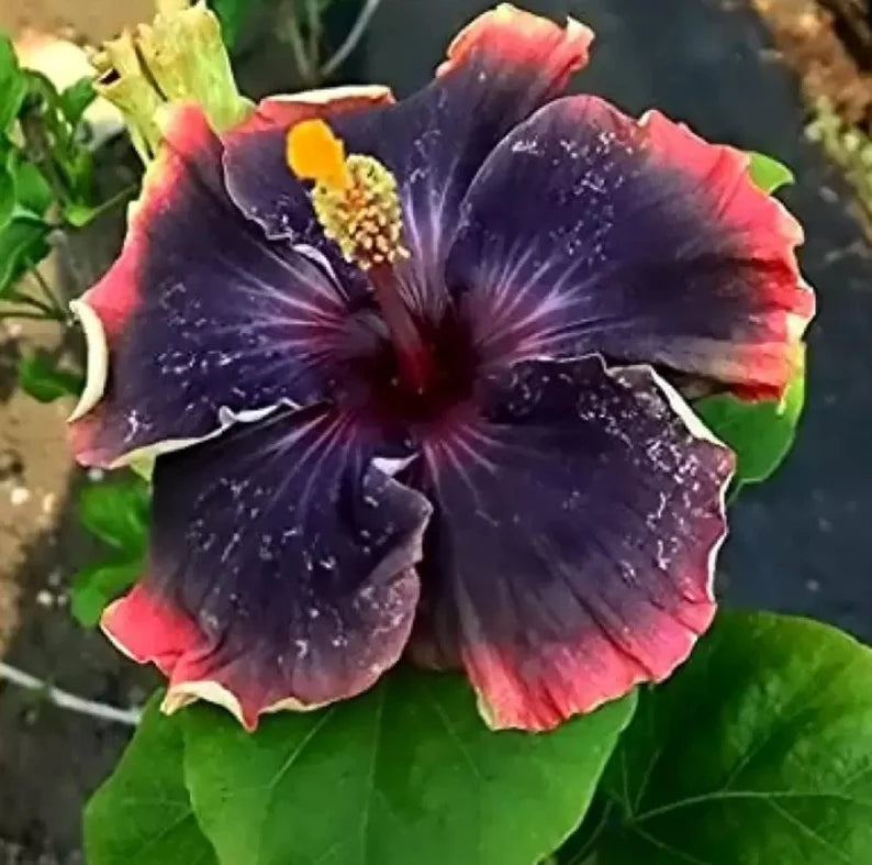 Rare Hibiscus Live Plants - Hibiscus Rosa-Sinensis - Sembaruthi - Shoeblack Plant - China Rose - Malvaceae
