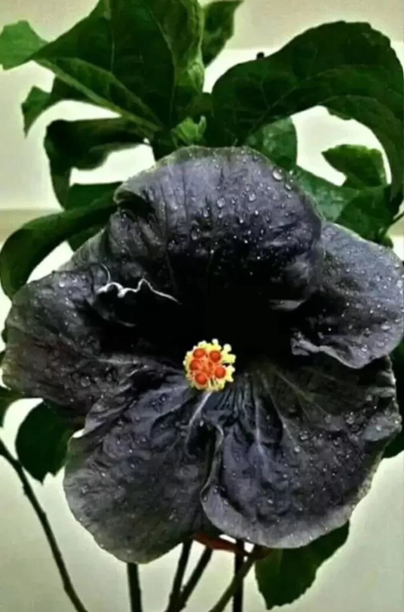 Seltene Hibiskuspflanzen - Hibiscus Rosa-Sinensis - Sembaruthi - Schuhputzerpflanze - China Rose - Malvaceae