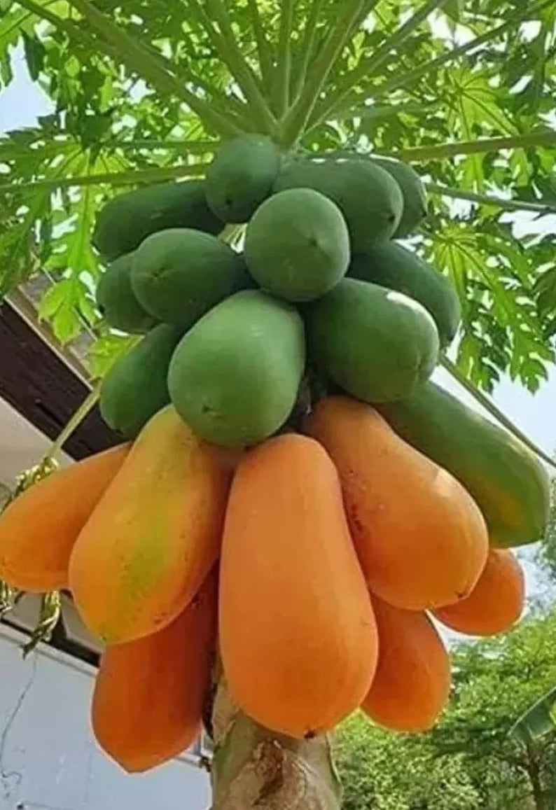 Rare Kerala Papaya Tree Variety - Fruit Tree - Hardy for Europe Weather