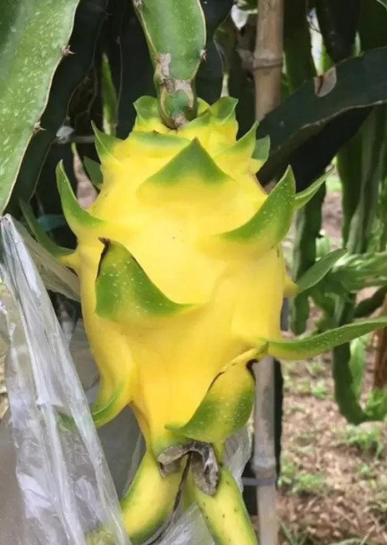 Arbre fruitier du dragon - Dragonnier - Variété autogame